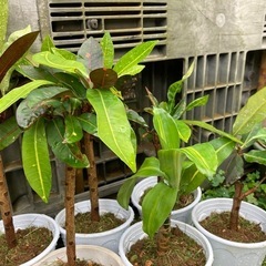 観葉植物クロトンの画像