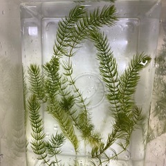マツモ10本　水草　アクアリウムの画像