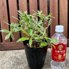 アセビの画像