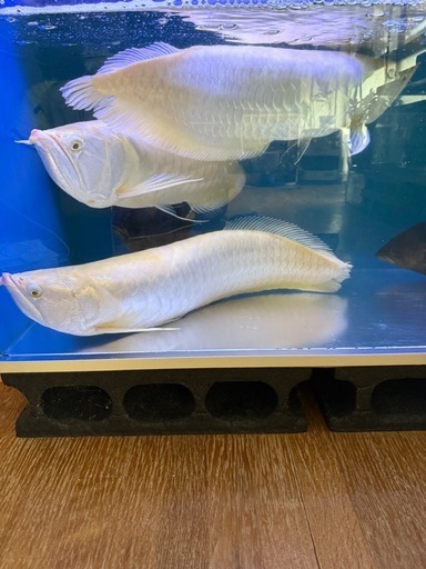 アルビノシルバーアロワナ