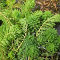 水生植物・水草・ビオトープ『オレンジミリオフィラム5本』