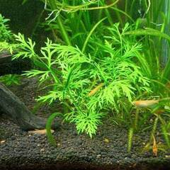 水草あげます ベトナムスプライト②　めだか・エビ水槽に・・・