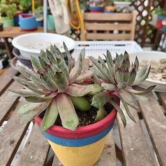 多肉植物センペルビウム