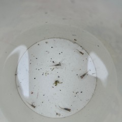 メダカ稚魚5匹