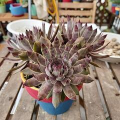 多肉植物　センペルビウム