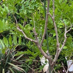 ムラサキナガフジの画像