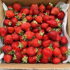 朝採りあまおう2kg③
