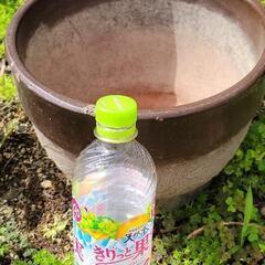 植木鉢②
