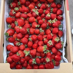 朝採りあまおう2kg⑤