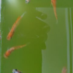 めだか　紅玉（こうぎょく）　5匹の画像