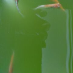 めだか　紅玉（こうぎょく）　5匹の画像