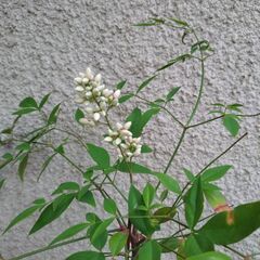 つぼみつき　南天の画像