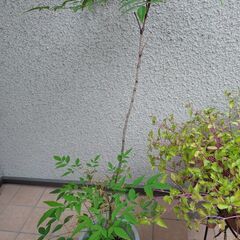 つぼみつき　南天