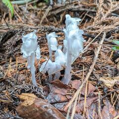 幻の花、銀竜草ーギンリョウソウー