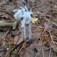 幻の花、銀竜草ーギンリョウソウー