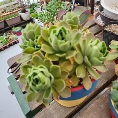 (お話し中)多肉植物　レモネードの画像