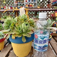 (お話し中)多肉植物　レモネードの画像