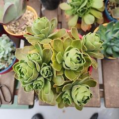 (お話し中)多肉植物　レモネードの画像