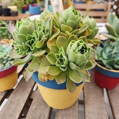 多肉植物　レモネード