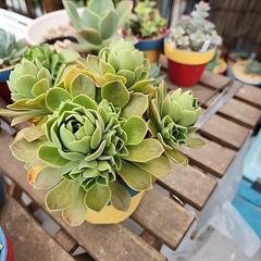 (お話し中)多肉植物　レモネードの画像
