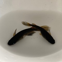 猛暑突入のためしばらくめだか問い合わせ販売の画像