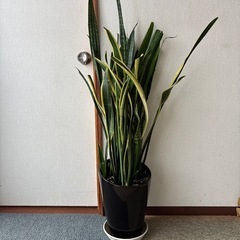 観葉植物サンセベリア