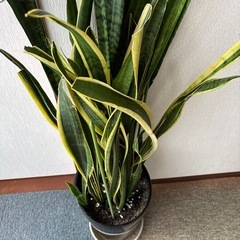 観葉植物サンセベリア（お話中）の画像