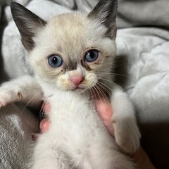 子猫※6/15以降譲渡　問い合わせ多数の為一旦募集停止しま…
