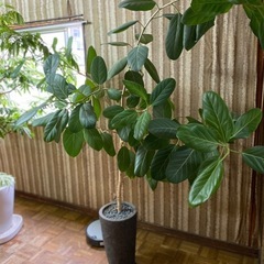 【決まりました】【5/26,5/27引き取り限定】観葉植物「ベン...