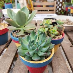 多肉植物　3種セット
