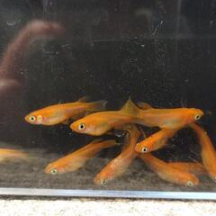メダカ稚魚　楊貴妃