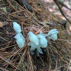 幻の花、銀竜草ーオンライン決済、配送可ー