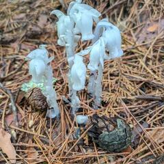 幻の花、銀竜草ーオンライン決済、配送可ー