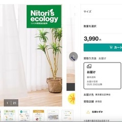ニトリ  遮熱・ミラー・抗カビレースカーテン(エコオアシスアンモ...