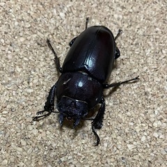ノコギリクワガタ♀