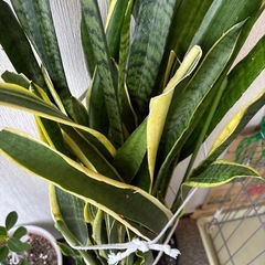 観葉植物サンセベリア（お話中）の画像