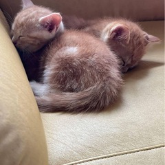 子猫