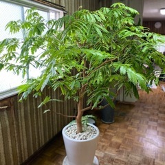 【決まりました】【5/26,5/27引き取り限定】観葉植物「エバ...