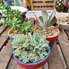 (お話し中)多肉植物　3種セット3色