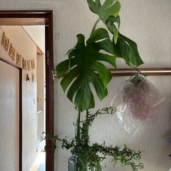 観葉植物モンステラ（お話中、
期間限定） 