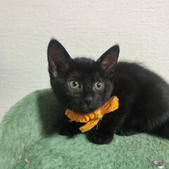 生後2カ月の真っ黒な子猫ちゃん