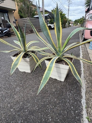アガベアメリカーナ 2株セット ☆地植2株セット☆大株☆美