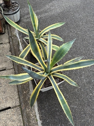 アガベ アメリカーナ　大株　親株　子株付 アガベ アメリカーナ 黄色斑 大株 2株セット