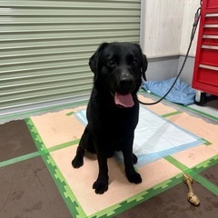 里親募集 ラブラドールレトリバー 黒 オス 5才