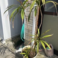 南国感ある　植木　