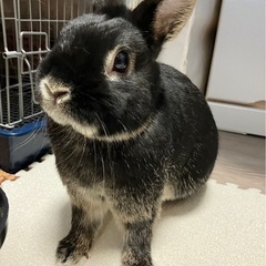 うさぎ　ネザー　黒系