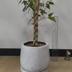 観葉植物　ベンジャミン　鉢付き