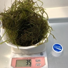 無農薬　ウィローモス   300円の画像