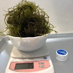 無農薬　ウィローモス   300円の画像