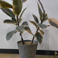 観葉植物　フィカス　ティネケ　2本セット　鉢付き